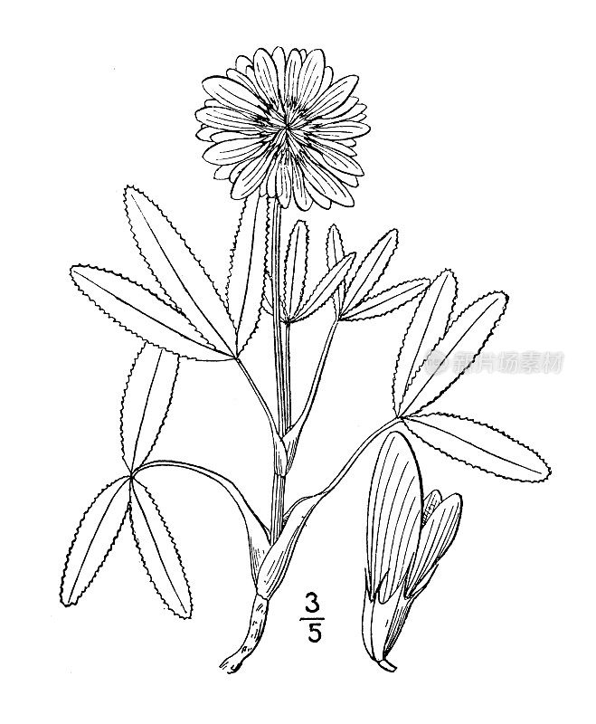 古董植物学植物插图:Trifolium Beckwithii, beckwiths clover